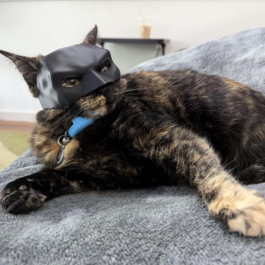 WhisperWing™ — Make Your Cat Shine with Effortless Comfort and Irresistible Charm